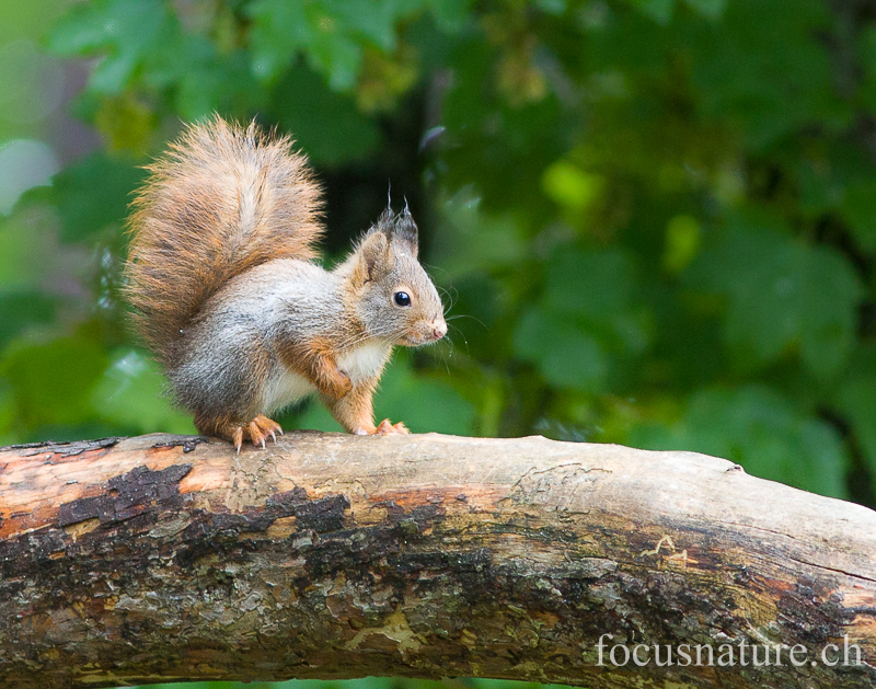 Ecureuil 7026.jpg - Ecureuil roux Sciurus vulgaris: première sortie hors du nichoir où il est né! (Ermitage, Genève, Suisse, mai 2013)